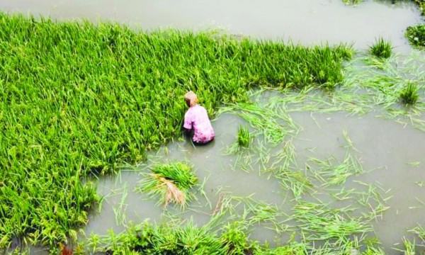গাজীপুরে ঢলের পানিতে তলিয়ে গেছে ১২০ হেক্টর জমির বোরোধান