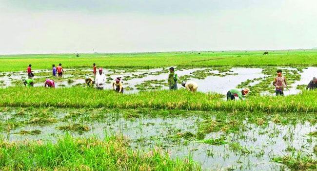কিশোরগঞ্জের হাওরে বিপৎসীমায় পানি