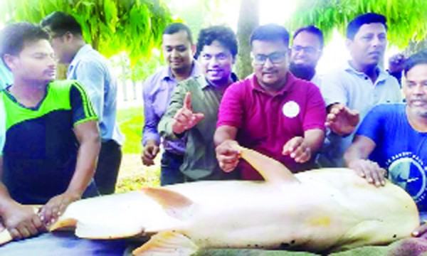 এক পাঙ্গাশ হবে ৩০০ কেজি ১০ বছর ধরে চলছে গবেষণা