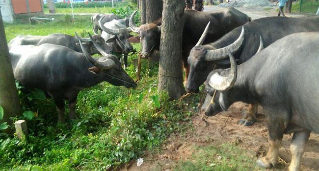 স্ত্রীর মহিষ চুরি করে নিলেন সাবেক স্বামী