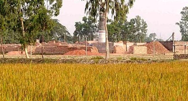 ঘাটাইলে ইটভাটার বিষাক্ত গ্যাসে কপাল পুড়ল ৩ গ্রামের কৃষকের
