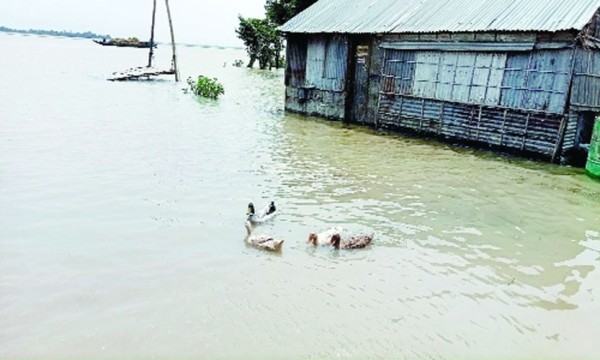 নেত্রকোনা হাওরে পানি বৃদ্ধিতে বিপাকে কৃষক