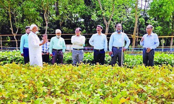 বশেমুরকৃবি উদ্ভাবিত সয়াবিনের দু’টি নতুন জাতে প্রান্তিক কৃষকদের স্বপ্ন