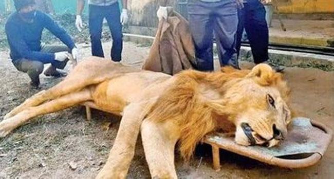 সিংহ ‘সম্রাটে’র কামড়ে আহত স্ত্রী সঙ্গীর মৃত্যু