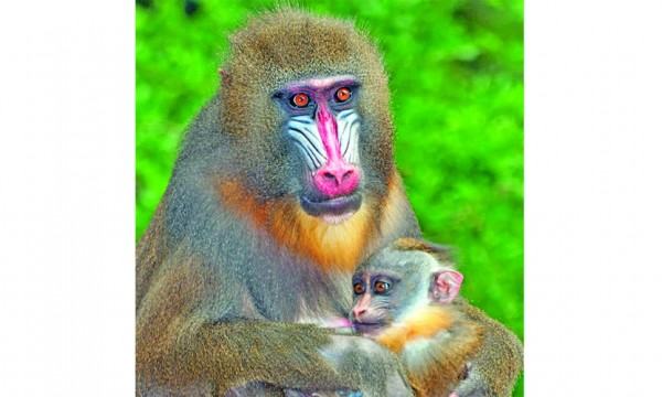 ম্যানড্রিল