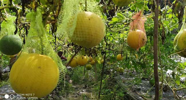 সমন্বিত চাষে ভাগ্য ফিরেছে মির্জাগঞ্জের চাষিদের
