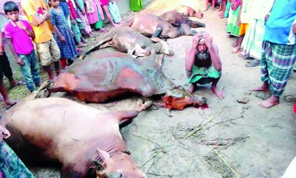 মুরাদনগরে বিদ্যুৎস্পৃষ্টে ৬ গরুর মৃত্যু, দগ্ধ আরো ৫টি