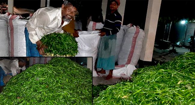মানিকগঞ্জের কারেন্ট মরিচ : বিদেশে রফতানি করে হাসি ফুটল কৃষকের