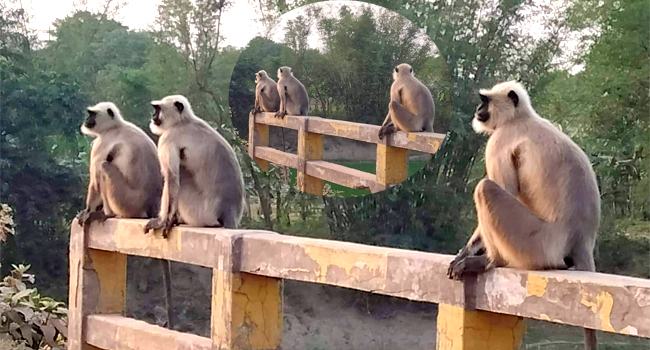 খাবারের খোঁজে লোকালয়ে হনুমান