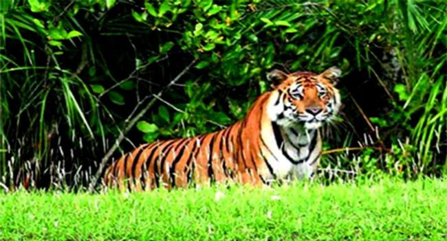 শরণখোলার লোকালয়ে বাঘ, আতঙ্কে গ্রামবাসী