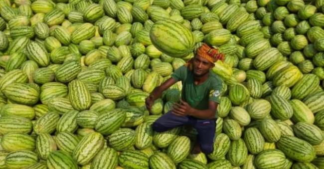 তরমুজের বাহারি জাত
