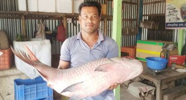 দৌলতদিয়ায় ধরা পড়ল ২০ কেজি ওজনের কাতল