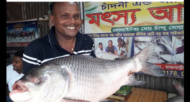 পদ্মার ২ কাতলের দাম ৩০ হাজার টাকা