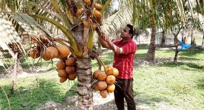 দেশের মাটিতেই আশা জাগাচ্ছে ভিয়েতনামি নারিকেল