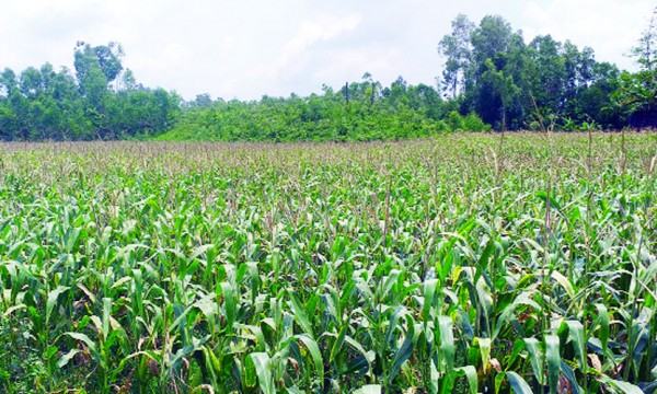মিরসরাইয়ে বাড়ছে ভুট্টা চাষ তৈরি হচ্ছে পুষ্টিকর গোখাদ্য