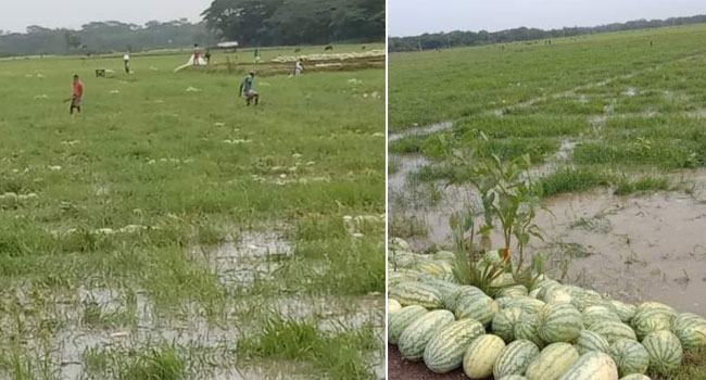 বরগুনায় তরমুজ ক্ষেতে পানি, দিশেহারা চাষি