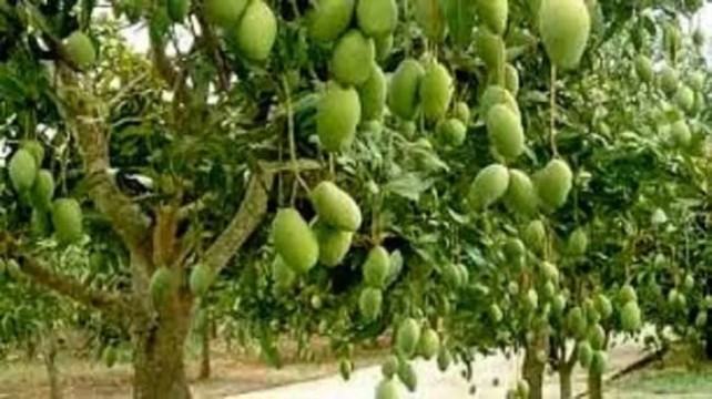 রাজশাহীতে আম নামানোর সময় বেঁধে দিলো প্রশাসন