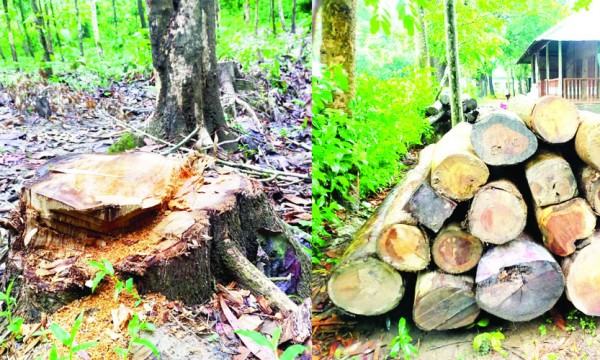 মিরসরাইয়ে পাহাড় থেকে বনায়নের গাছ উজাড়
