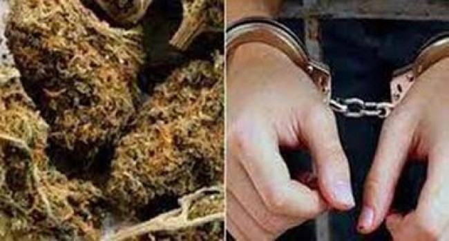 সাটুরিয়ায় গাঁজাসহ মাদক কারবারি আটক