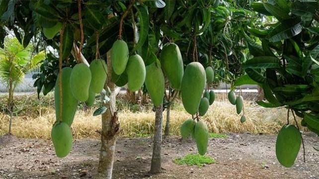 রাজশাহীতে প্রশাসনের বেঁধে দেয়া সময়ে আম নামানো শুরু