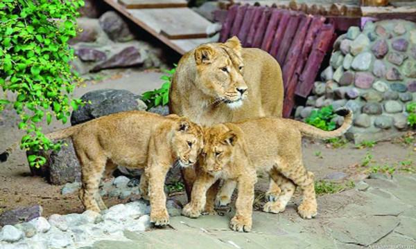 চিড়িয়াখানা