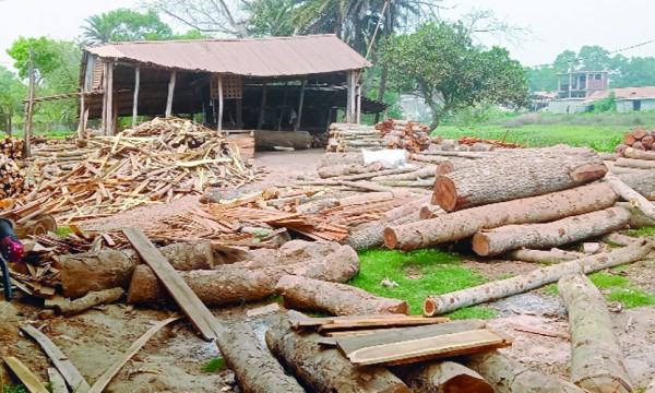 ভালুকায় শতাধিক করাতকলে সংরক্ষিত বনের গাছ উজাড়