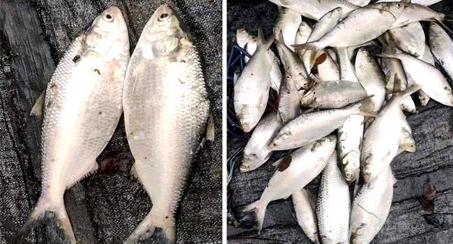 নিঝুমদ্বীপের পুকুরে মিলল ৩৫ ইলিশ