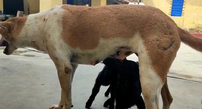 ছাগলের মৃত্যু, ছানাদের দুধ খাওয়াচ্ছে কুকুর