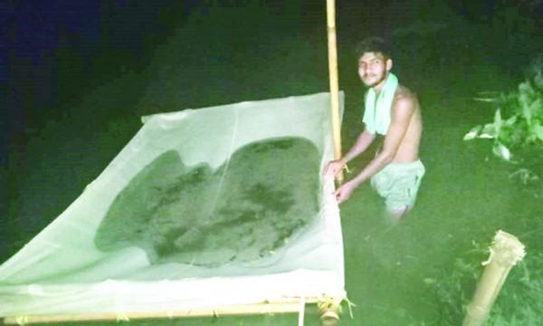 হালদা নদীতে ডিম ছেড়েছে মা মাছ