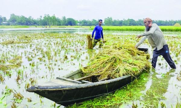 বৃষ্টির পানিতে ভাসছে পাকা ধান বিপাকে কৃষকরা