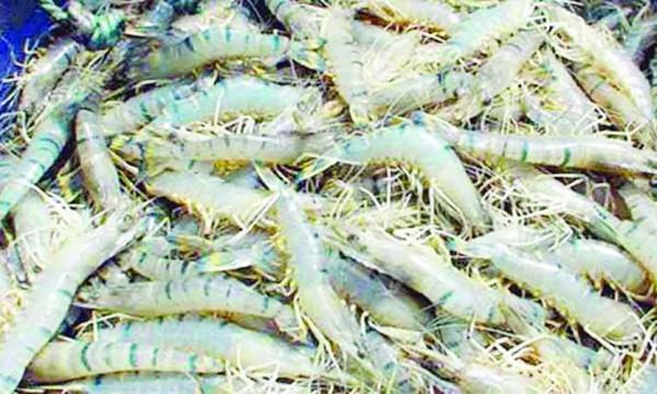 খুলনায় মৌসুমের শুরুতেই চিংড়িতে মড়ক