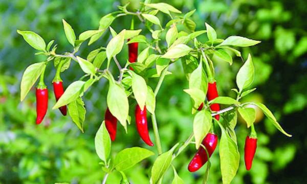 মরিচ কী