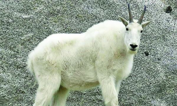 পার্বত্য খরগোশ
