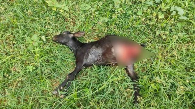 কুকুরের কামড়ে ৫ ছাগলের মৃত্যু, থানায় অভিযোগ