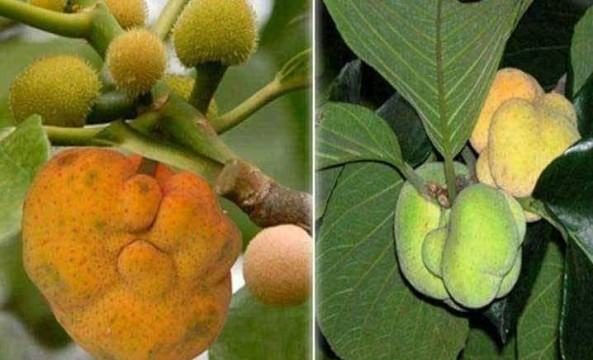 বিলুপ্তির পথে টক মিষ্টি স্বাদের ডেউয়া