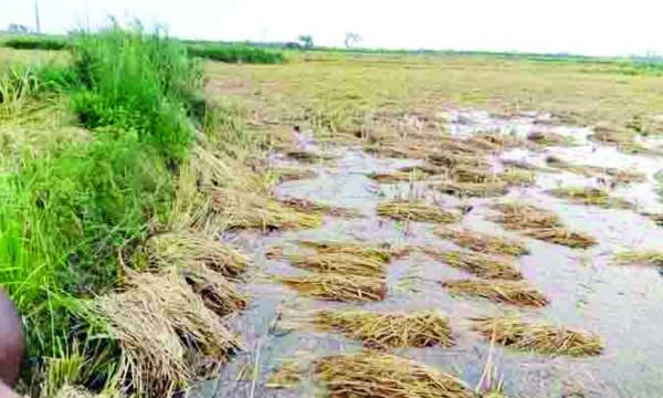 পোরশায় কৃষকের শত বিঘা জমির ধান পানির নিচে