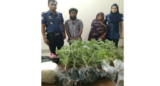 নোয়াখালীতে বাড়ির উঠানে গাঁজা চাষ, গ্রেফতার ২