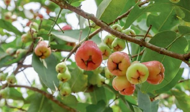 সবুজ পাতার ফাঁকে উঁকি দিচ্ছে রক্তবর্ণা জামরুল