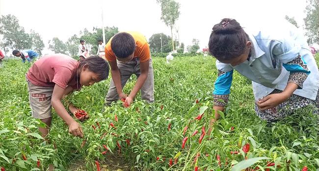 ঠাকুরগাঁওয়ে মরিচ তোলার শ্রমিক সঙ্কট, মাঠে শিক্ষার্থীরা