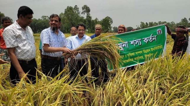 মাটি পরীক্ষা করে সুষম মাত্রায় সার প্রয়োগে ফলন বেড়েছে ২৫ ভাগ