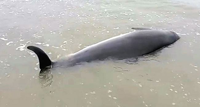 সৈকতে ভেসে এলো এবার জীবিত ডলফিন