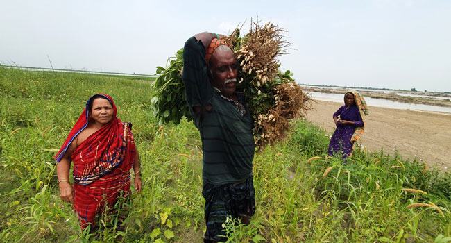 ফরিদপুরে বাড়ছে পানি, ডুবছে ফসল