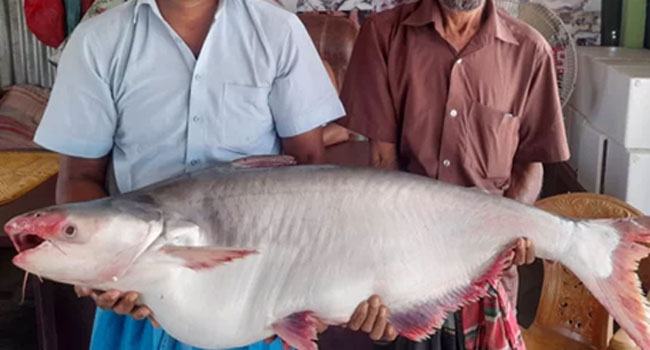এক পাঙাশের দাম ২৬ হাজার