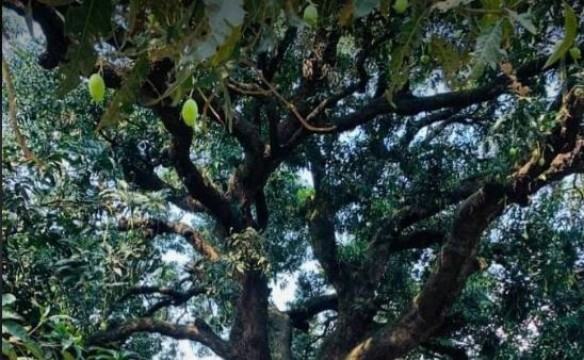 বিদেশী গণমাধ্যমে ঠাকুরগাঁওয়ের শতবর্ষী আম গাছ