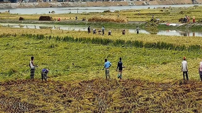 ইসলামপুরে বাড়ছে যমুনা পানি, ডুবছে কৃষকের স্বপ্ন