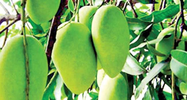 রাজশাহীর ফজলি আমের জিআই স্বত্ব নিয়ে নতুন ঘোষণা