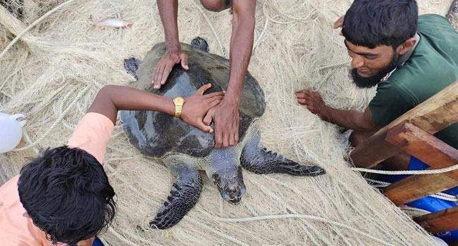 চরফ্যাশনে ধরা পড়েছে কাছিম ও ইরাবতী ডলফিন