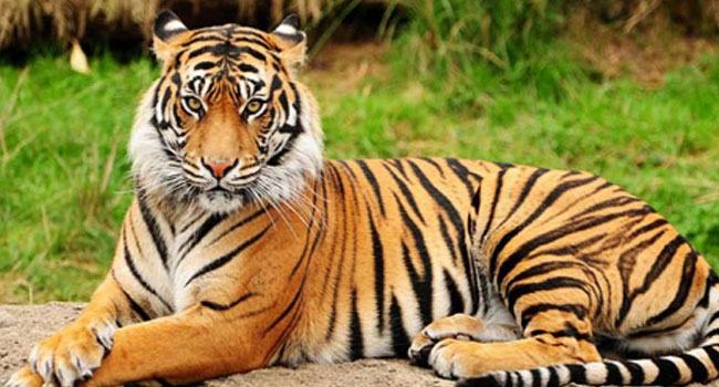সুন্দরবনে বাঘের সংখ্যা কমছে