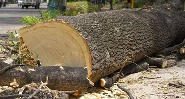 বড়াইগ্রামে গাছ চাপায় বৃদ্ধার মৃত্যু