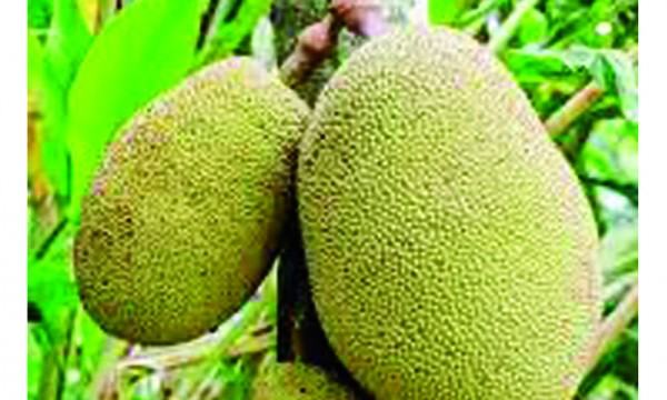 কাঁঠালবৃত্তান্ত